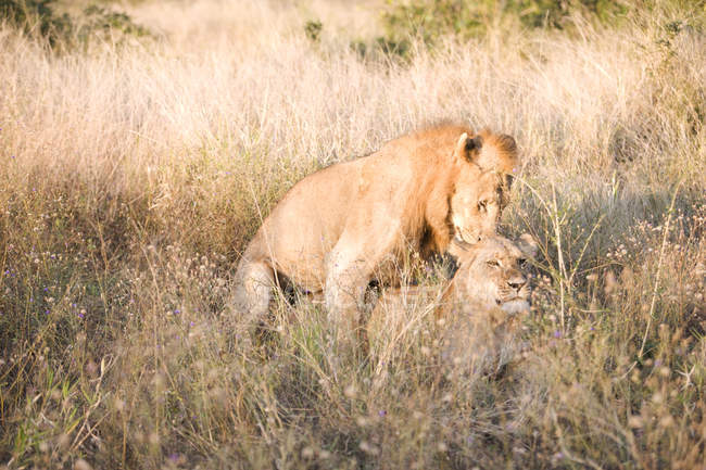Due leoni insieme in erba lunga — Foto stock