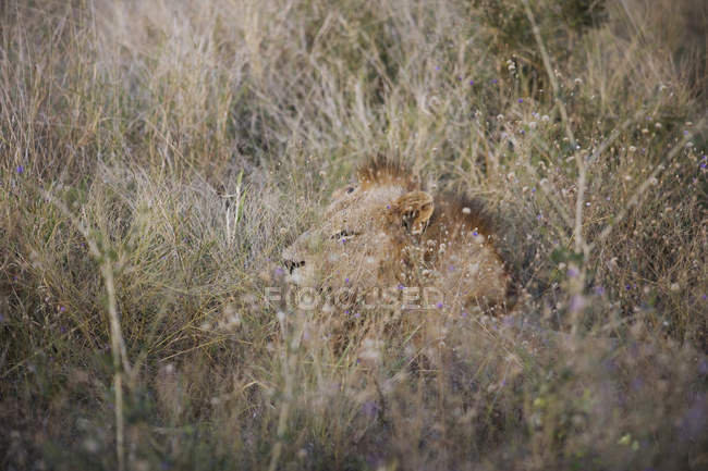Majestuoso león descansando en hierba larga - foto de stock