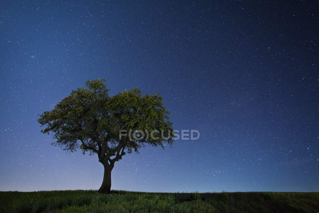 Живописный вид на зеленый дуб на фоне звездного неба — стоковое фото
