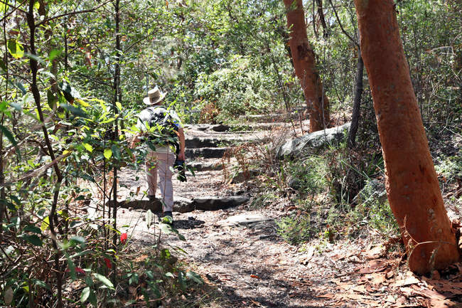 Задний вид человека с камерой ходьба в солнечном лесу — стоковое фото