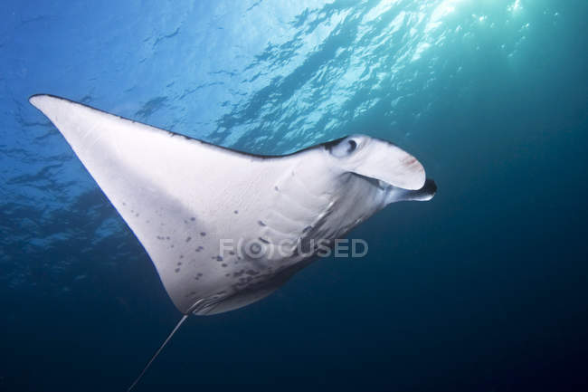 Close-up of Coastal Manta Ray underwater — Stock Photo