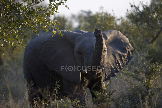 Elefante africano selvagem em safari, África do Sul, Parque Nacional Kruger — Fotografia de Stock