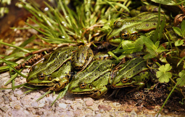 Frog family together in grass, closeup — Stock Photo