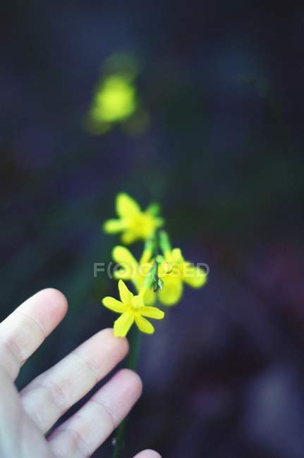 Обрізане зображення руки, що торкається жовтої квітки на розмитому фоні — стокове фото