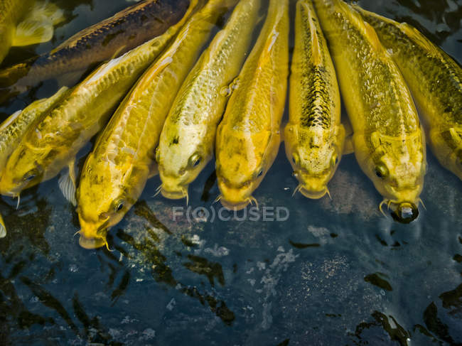 Vista de cerca de hermosos peces dorados - foto de stock