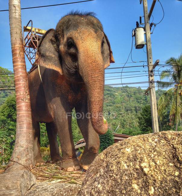 Hermoso elefante con asiento en la espalda contra cables en safari - foto de stock