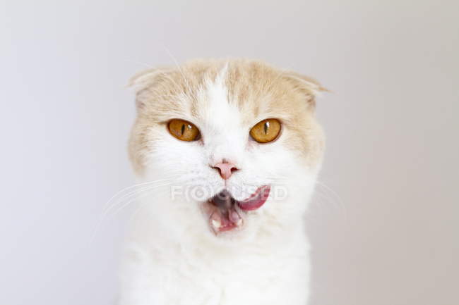 Primo piano Ritratto di un gatto scozzese piega leccare le labbra e guardando la fotocamera su sfondo grigio — Foto stock