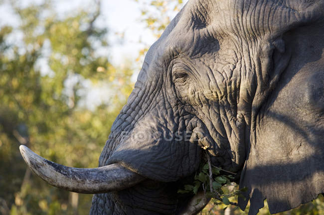 Vista lateral de cerca del elefante salvaje africano - foto de stock