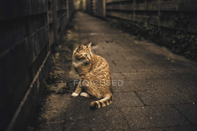 Primo piano vista del gatto zenzero nel vicolo — Foto stock