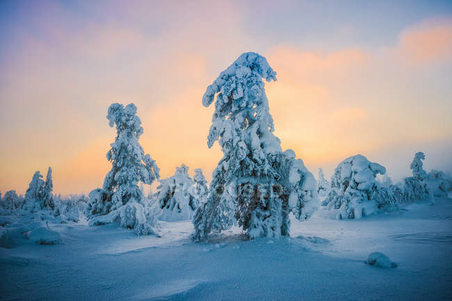 Живописный вид на сосны зимой — стоковое фото
