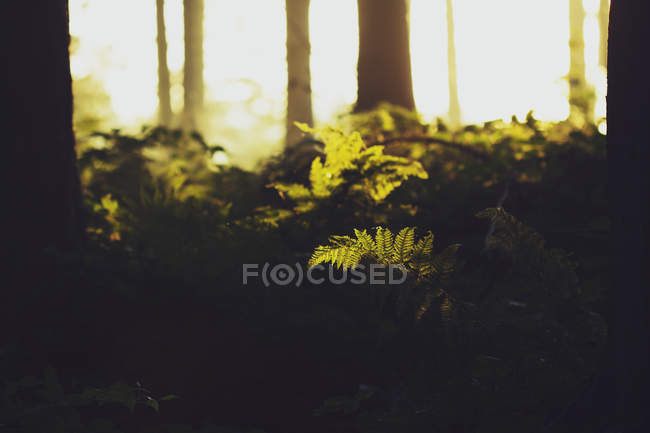Closeup detail of fern in sunlight, selective focus — Stock Photo