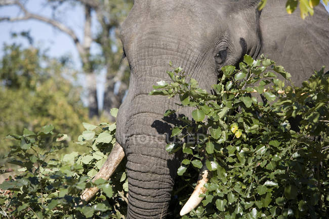 Focinho de belo elefante na natureza selvagem — Fotografia de Stock