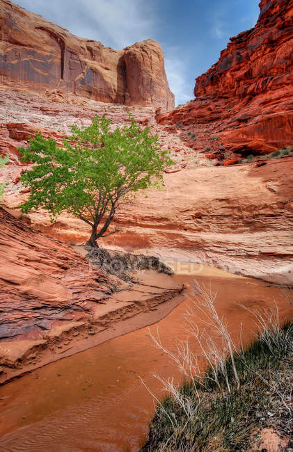 , Árbol Solitario en Coyote Gulch, Estados Unidos, Utah, Glen Canyon National Recreation Área - foto de stock