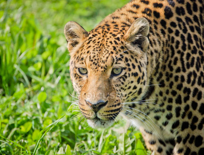 Primer plano de leopardo prudente de pie sobre la hierba - foto de stock