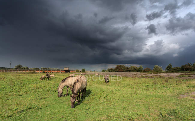 Дикие лошади в голландском заповеднике Херсвиль, Голландия — стоковое фото