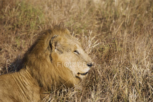 Величний лев лежить у довгій траві на дикій природі — стокове фото
