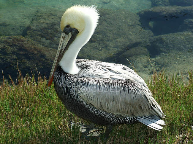 Brown Pelican sitting in grass, USA, Florida, St Johns County, St Augustine — Stock Photo