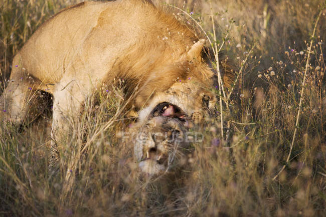 Due leoni insieme in erba lunga — Foto stock