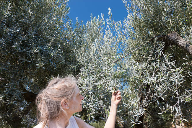 Жінка перевіряє органічні оливки в саду — стокове фото