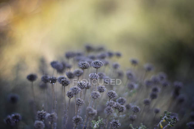 Nahaufnahme von Wildblumen vor verschwommenem Hintergrund — Stockfoto