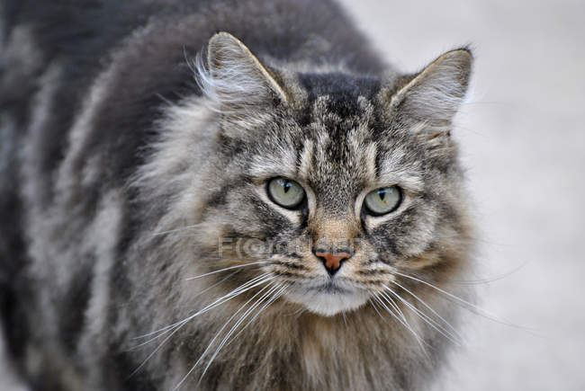 Gros plan du museau de chat tabby, fond flou — Photo de stock
