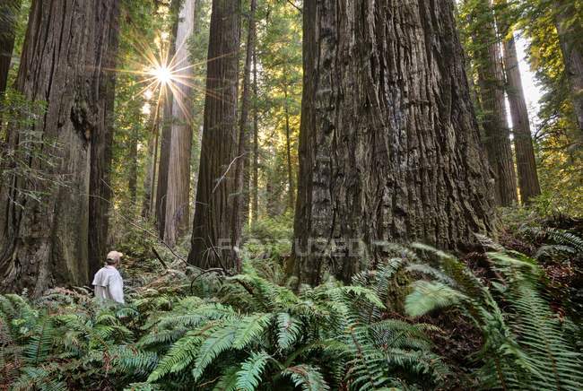 США, Каліфорнія, Національний парк Редвуд, турист, що стояв серед дерев гігантських Редвуд — стокове фото