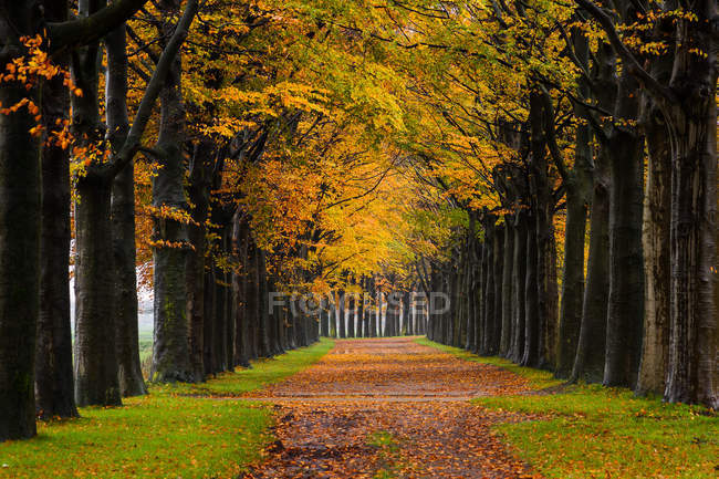 Живописный вид на тропинку осенью, Голландия — стоковое фото
