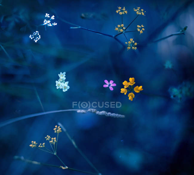 Крупним планом вид на маленькі квіти вночі — стокове фото