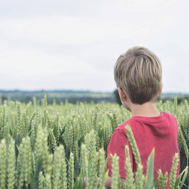Junge im Weizenfeld — Stockfoto