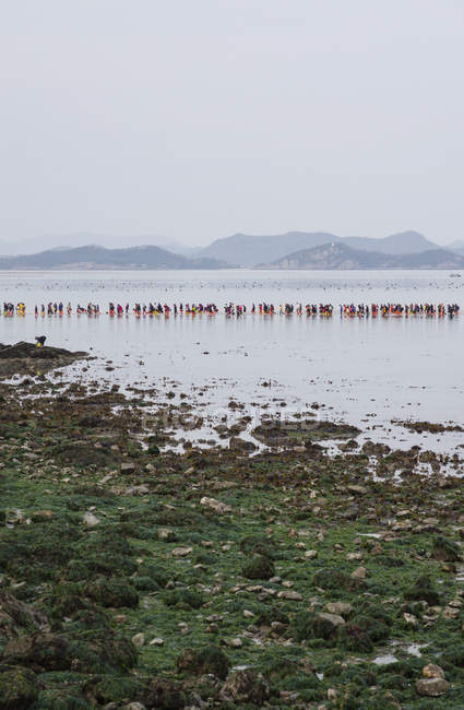 Люди в море дива Jindo фестиваль, Південна Корея, провінція Чолла Намдо, Jindo — стокове фото