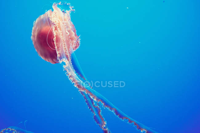 Мальовничий вид на величну морську кропиву — стокове фото