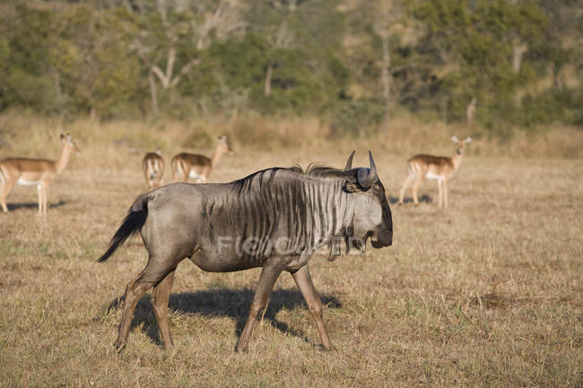 Wildebeest marche sur le terrain avec des cerfs sur fond flou, Afrique du Sud — Photo de stock