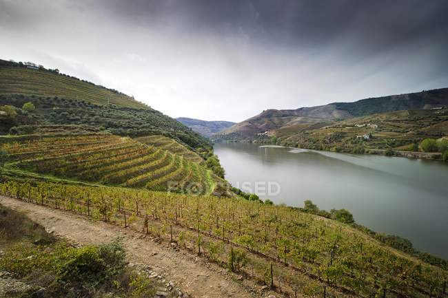 Vista panorámica de viñedos con río, valle del Duero, Portugal - foto de stock
