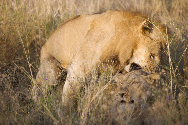 Dois leões juntos em grama longa — Fotografia de Stock