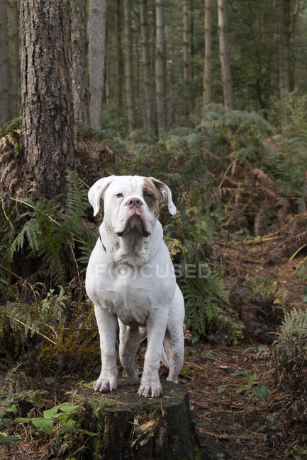 Weiße Bulldogge steht auf Baumstumpf im Wald und blickt in Kamera — Stockfoto