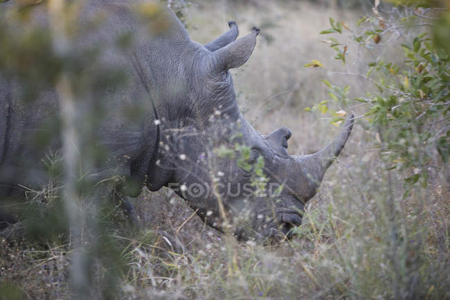 Vista laterale del rinoceronte grigio in safari — Foto stock