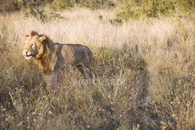 Majestoso leão em pé na grama longa na natureza selvagem — Fotografia de Stock