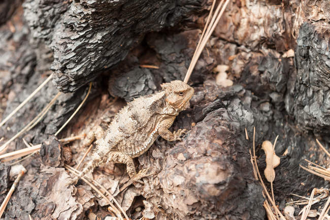 США, Аризона, Рогатая ящерица на стволе дерева — стоковое фото