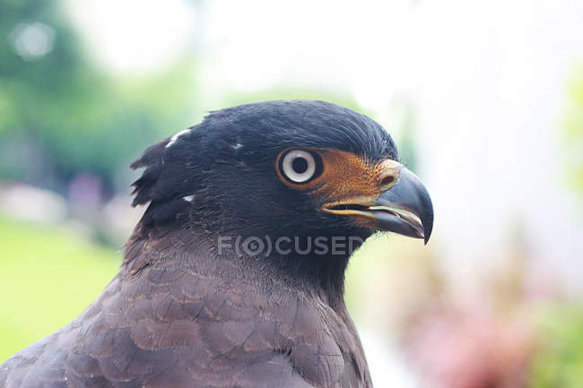 Vista de cerca de la cabeza de águila sobre fondo borroso - foto de stock