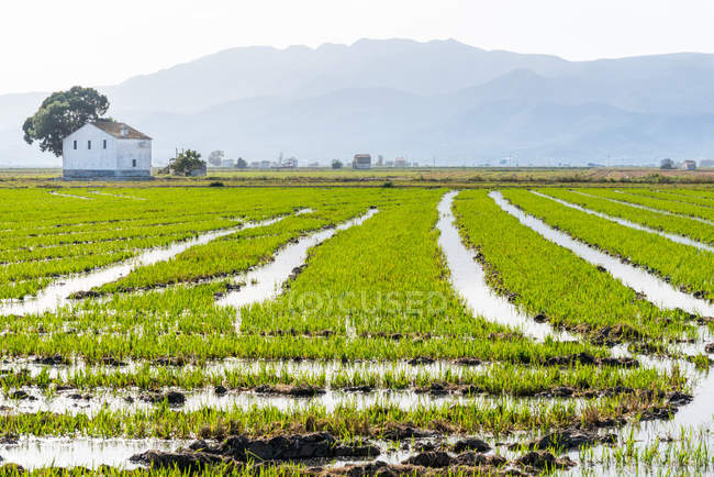 Campo de arroz con cordillera de fondo, Parque Nacional del Delta del Ebro, Tarragona, España - foto de stock