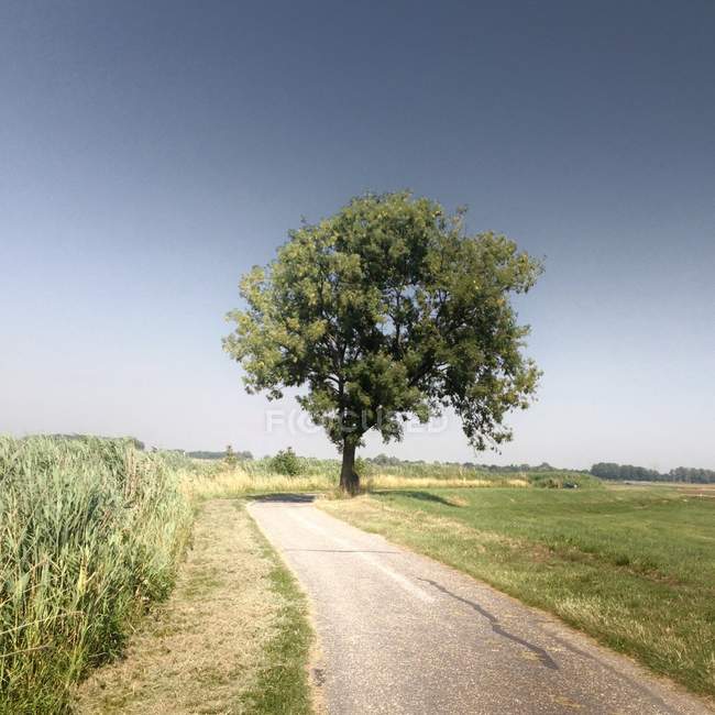 Árbol al lado de la carretera, Holanda, Países Bajos - foto de stock