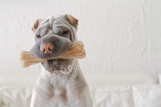 Niedlicher Shar-Pei Hund beißt Knochen und schaut in die Kamera, Nahaufnahme — Stockfoto