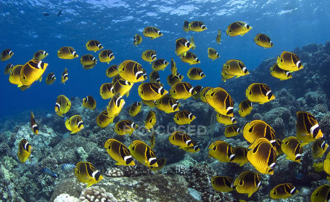 Flock of Raccoon Butterflyfish swimming underwater — Stock Photo