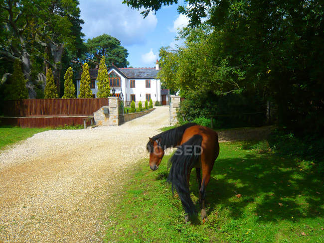 Scenic view of pony outside house, New Forest, Hampshire, UK — Stock Photo