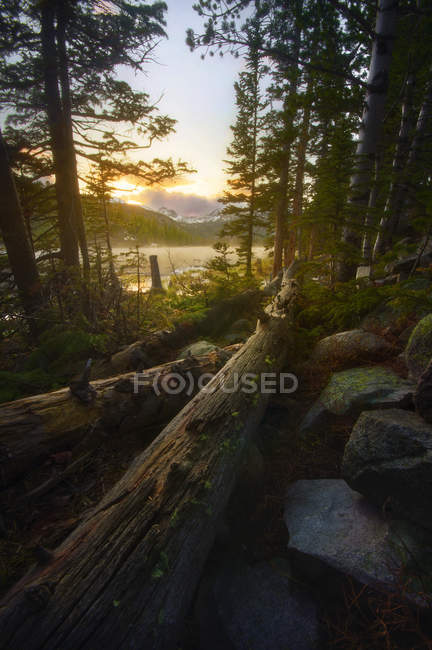 Scenic view of fallen timber at sunset, Boulder County, Boulder, Colorado, USA — Stock Photo