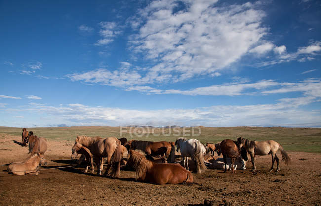 Монголия, пустыня Гоби, монгольские лошади, пасущиеся в пустыне — стоковое фото