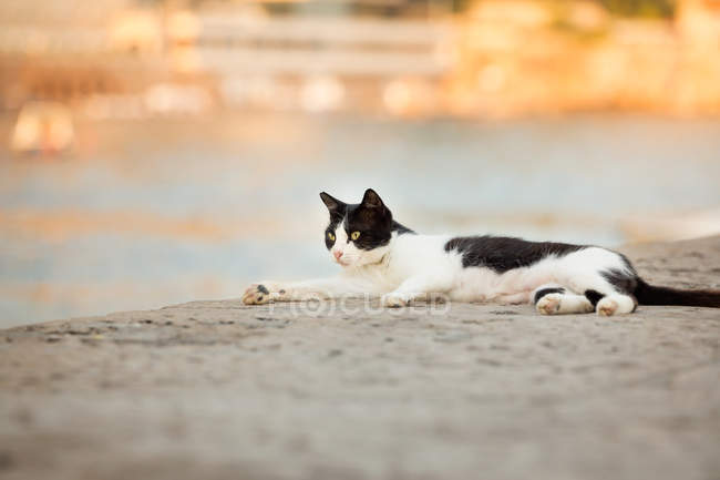 Gatto bianco e nero che riposa vicino al lago — Foto stock