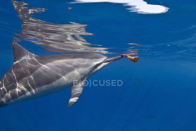 Spinner Dolphin nageant sous l'eau dans l'océan — Photo de stock