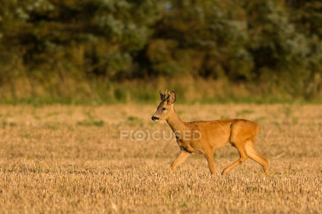 Corzo ciervo buck caminar a través de campo de cultivo - foto de stock