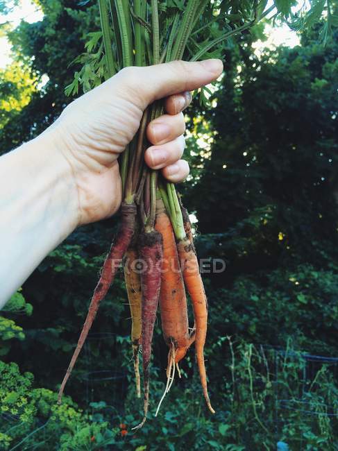 Обрезанный образ человека, держащего свежую морковь на открытом воздухе — стоковое фото